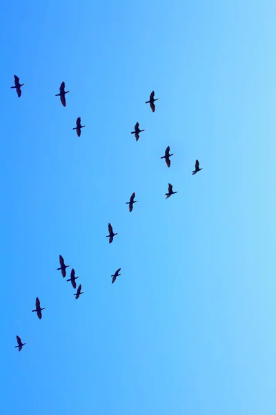 Kudde Wilde Eenden Vliegen Blauwe Hemel — Stockfoto