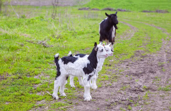 Chèvre Avec Deux Enfants — Photo