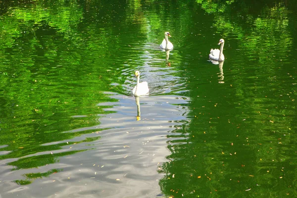 Cigni Sul Lago Verde — Foto Stock