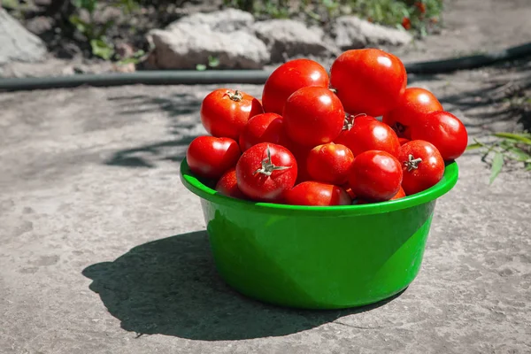 Tomates Cesto — Fotografia de Stock