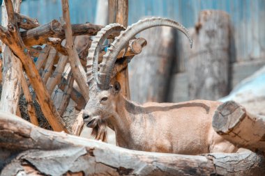  Alp Capra Ibex Avrupa Alpler'de bulunur