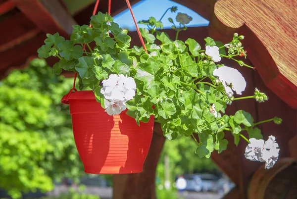 Decorative Flowers Porch — Stock Photo, Image