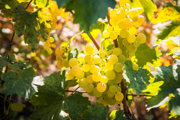 Dojrzałych Winogron Złoty Rośnie Słońcu — Zdjęcie stockowe