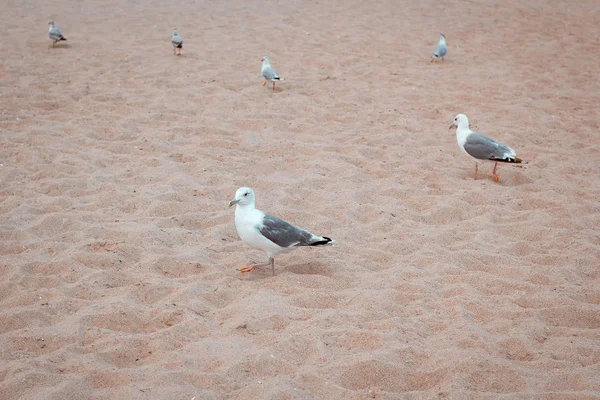 Seagulls Sand — Stock Photo, Image