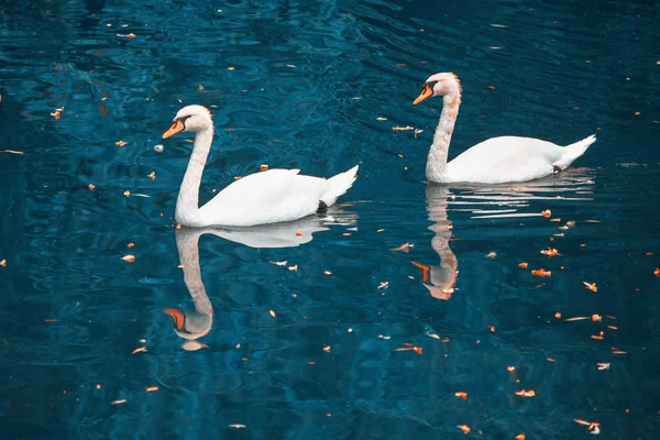 Swans Blue Water — Stock Photo, Image