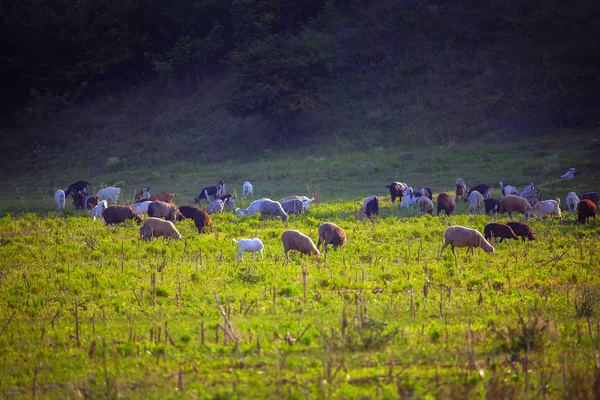 高山の牧草地での羊の群れ — ストック写真