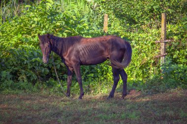 rustik yeşil bahçesinde yerli at 