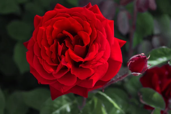 Primer Plano Rosa Roja Floreciendo Jardín — Foto de Stock