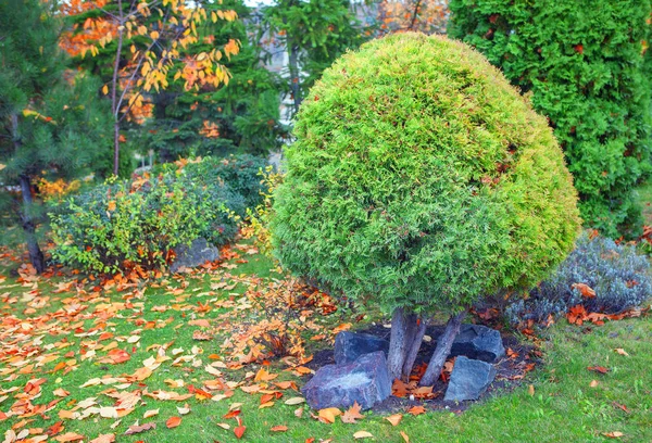 都市公園における緑の装飾的なブッシュ — ストック写真