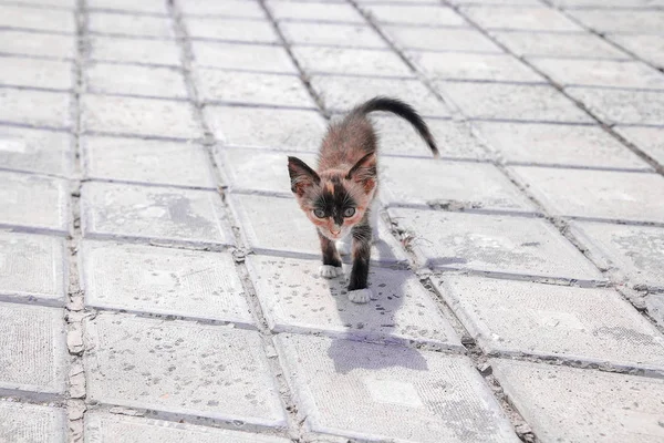 Kaldırıma Şirin Yavru Kedi — Stok fotoğraf