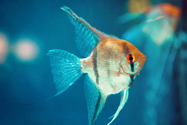 Angelfish Pterophyllum Scalare Água Azul — Fotografia de Stock