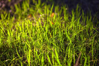 Güneş ışığında yeşil çimen