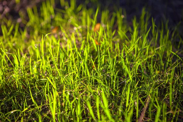 Green Grass Sunlight — Stock Photo, Image