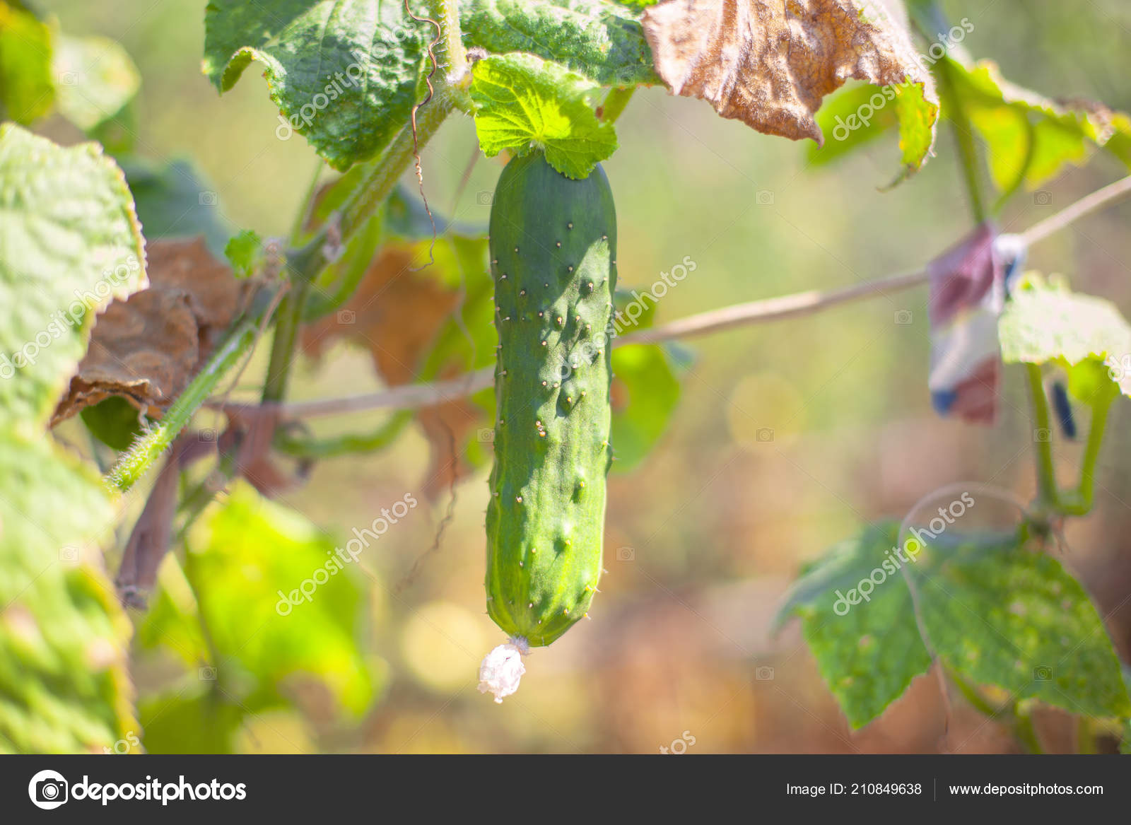 Grune Gurken Garten Stockfoto C Russieseo 210849638