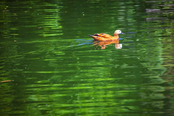 Anatra Nuotare Sulle Acque Verdi Del Lago — Foto Stock