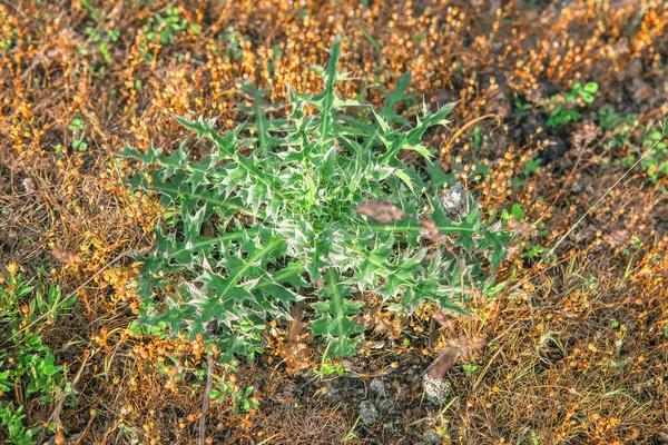 Die Dornige Pflanze Der Steppe — Stockfoto