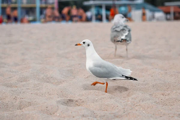 Gaivotas Praia — Fotografia de Stock