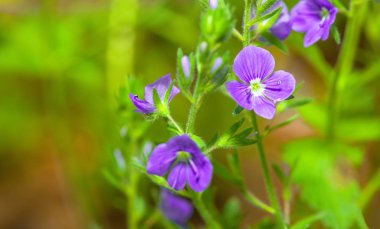 kırılgan bahar çiçekleri ve yeşil bitkiler 
