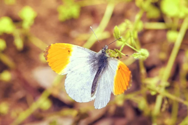 Бабочка Питается Растениями — стоковое фото