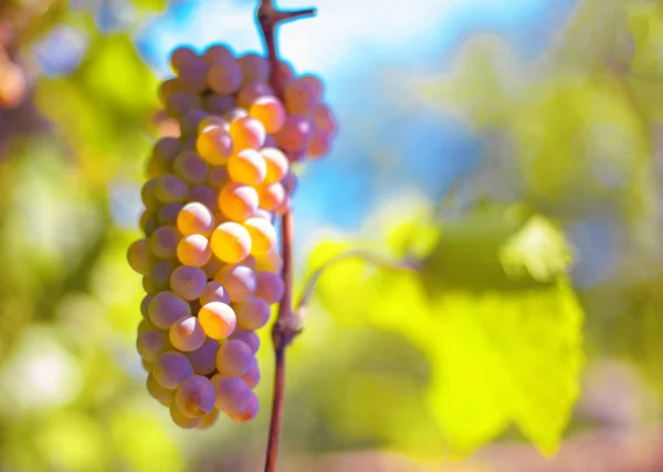 Winnica Dojrzałych Winogron — Zdjęcie stockowe