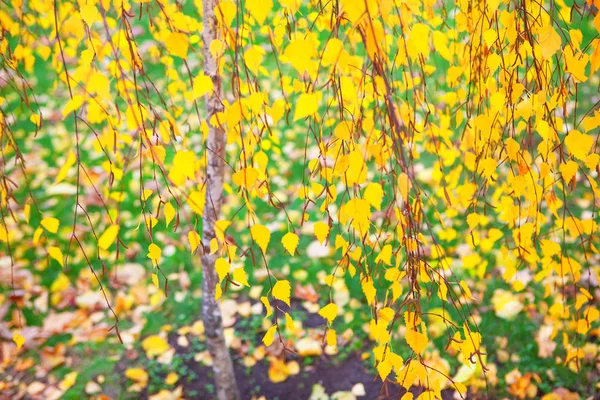 Žlutá Březové Listí Podzim — Stock fotografie