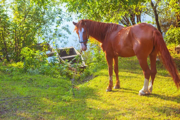 Beautiful Young Mare Standing River Shore — Stock Photo, Image