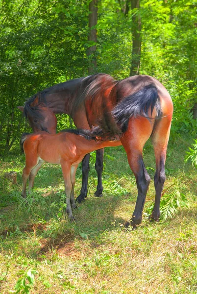 Mare Szoptatás Fiatal Mén — Stock Fotó