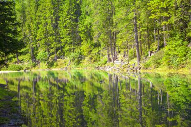 köknar ağaçları yansıma su