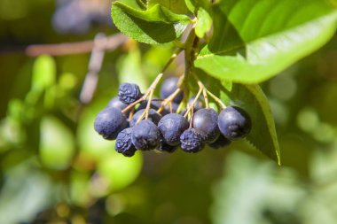 Çalılıklarda yaban mersini