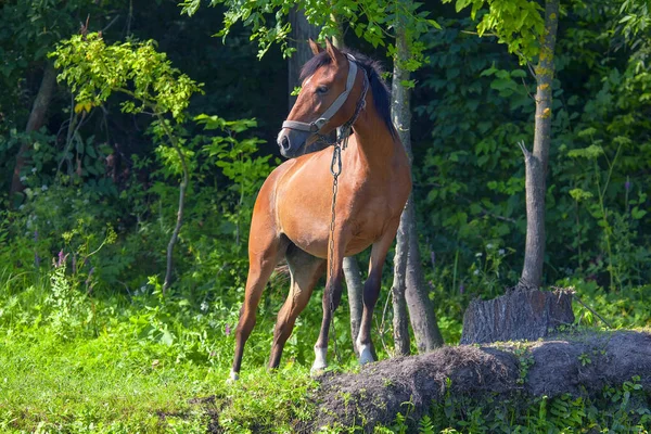 Domestic Brown Horse Standing Meadow — Stock Photo, Image