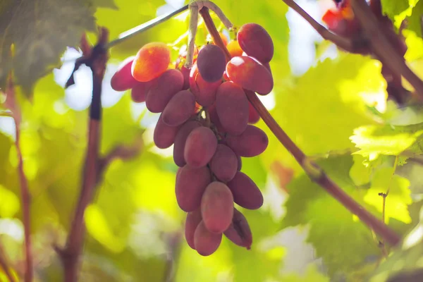 Raisins Dans Vignoble Par Une Journée Ensoleillée — Photo