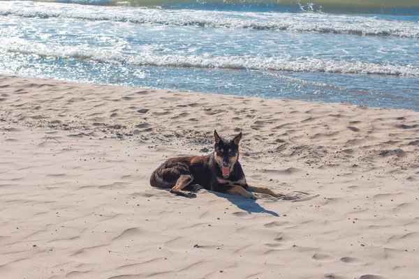 Perro Descansando Playa — Foto de Stock
