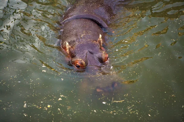 Hippopotame Dans Marais — Photo