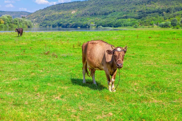 Krajowych Krowy Pasące Się Zielonych Pastwiskach — Zdjęcie stockowe