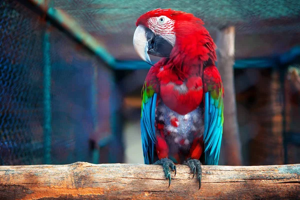 Close Portrait Ara Macao Parrot — Stock Photo, Image
