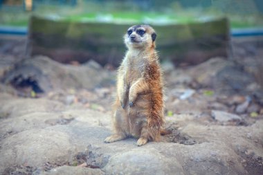 şirin meerkat ayakta ve uzağa arıyorsunuz 