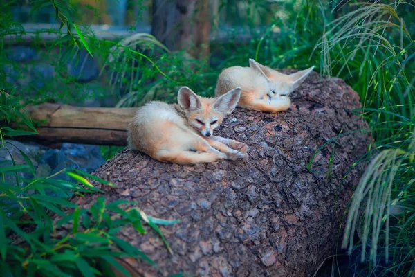two lazy sleeping desert foxes