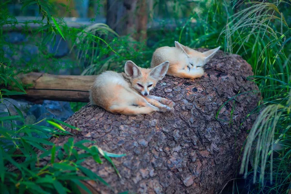 Deux Renards Désertiques Endormis Paresseux — Photo