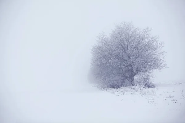 Árvore Inverno Frio — Fotografia de Stock