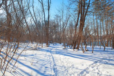karla kaplı kış kentsel parkta