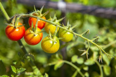 bahçede büyüyen kırmızı ve yeşil kiraz domates 