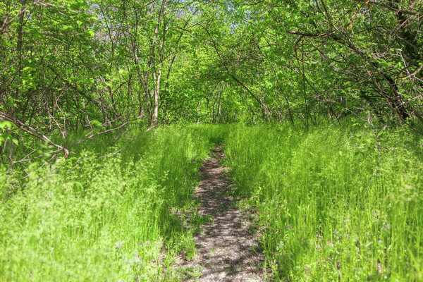 Schöner Grüner Wald Sommer — Stockfoto