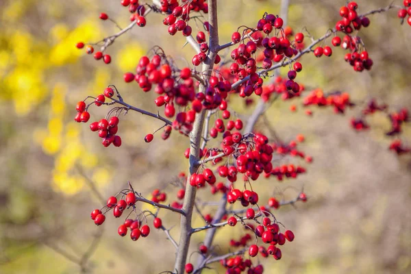 Close Image Hawthorn Red Berries Autumn — Stock Photo, Image