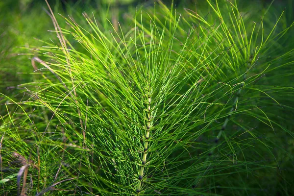 Sfondo Naturale Verde Brillante Con Aghi — Foto Stock