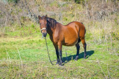 Genç kahverengi hamile kısrak üzerinde çayır