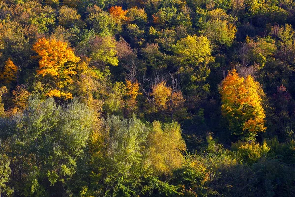 五颜六色的树背景在秋天 — 图库照片