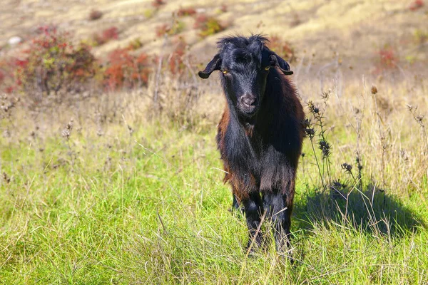Portret Czarna Koza — Zdjęcie stockowe