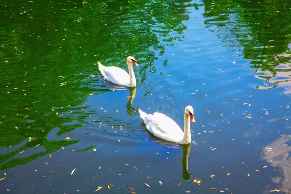 Par Dois Cisnes Graciosos Brancos — Fotografia de Stock