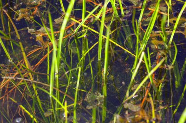 Marsh su birikintisi arka plan su otlar ile