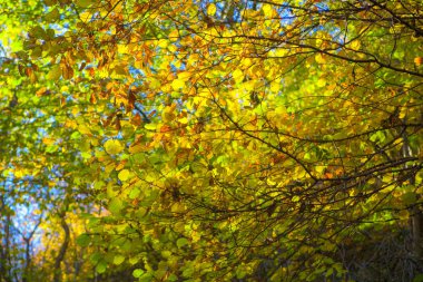 renkli yaprakları ile arka plan